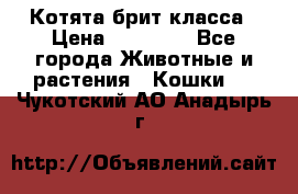 Котята брит класса › Цена ­ 20 000 - Все города Животные и растения » Кошки   . Чукотский АО,Анадырь г.